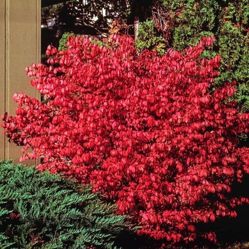 Dwarf Burning Bush Bare Root Plants - 5-Pack, 4-9" Tall, Cold Hardy Shrub - Image 3