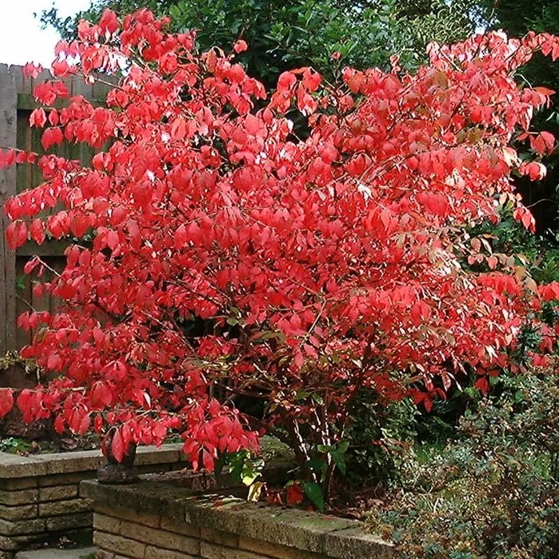 Dwarf Burning Bush Bare Root Plants - 5-Pack, 4-9" Tall, Cold Hardy Shrub - Image 4