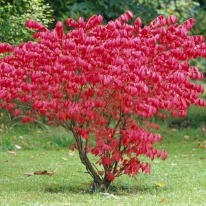 Dwarf Burning Bush Bare Root Plants - 5-Pack, 4-9