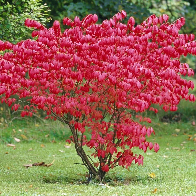 Dwarf Burning Bush Bare Root Plants - 5-Pack, 4-9" Tall, Cold Hardy Shrub - Image 5