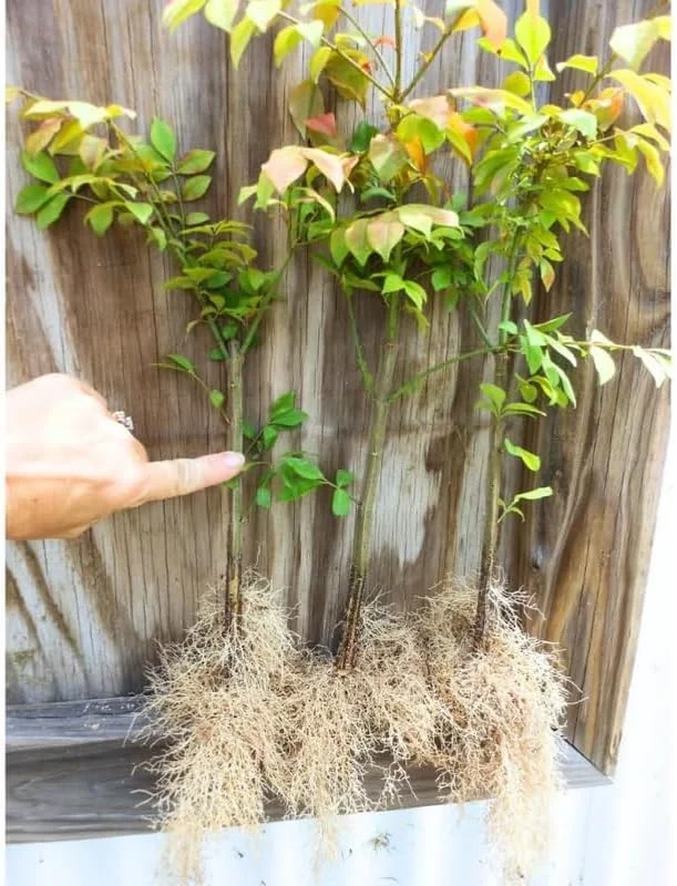 Dwarf Burning Bush Bare Root Plants - 5-Pack, 4-9" Tall, Cold Hardy Shrub - Image 6