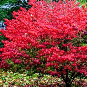 Dwarf Burning Bush Bare Root Plants - 5-Pack, 4-9