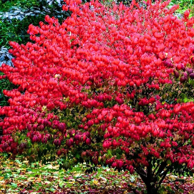 Dwarf Burning Bush Bare Root Plants - 5-Pack, 4-9" Tall, Cold Hardy Shrub - Image 9