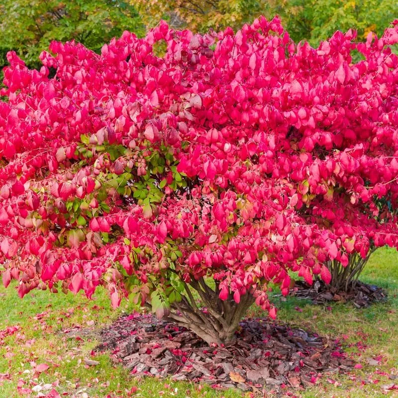 Dwarf Burning Bush Bare Root Plants - 5-Pack, 4-9" Tall, Cold Hardy Shrub - Image 1