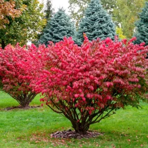 Dwarf Burning Bush Live Plant – 12-18