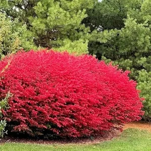 Dwarf Burning Bush Live Plant – 12-18
