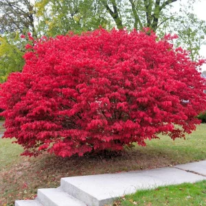 Dwarf Burning Bush Live Plant – 12-18