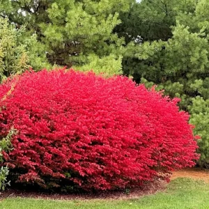 Dwarf Burning Bush Live Plant – 12-18