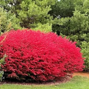 Dwarf Burning Bush Live Plant – 12-18