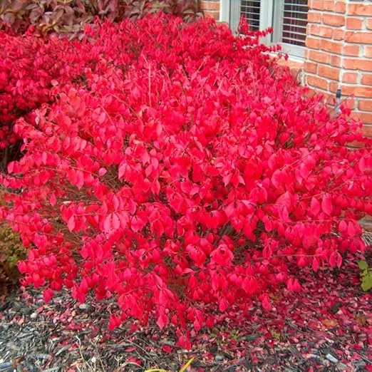 Dwarf Burning Bush Live Plant – 2 Rooted Cuttings, 8-12" Tall – Hardy Red Shrub - Image 6