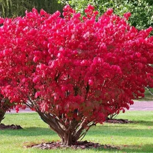 Dwarf Burning Bush Live Plant - 4 Inch Pot - Vibrant Red Shrub, Outdoor - Image 3