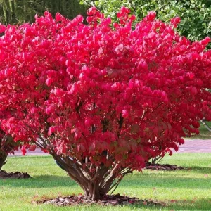 Dwarf Burning Bush Live Plant - 4 Inch Pot - Vibrant Red Shrub, Outdoor - Image 4