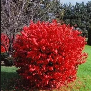 Dwarf Burning Bush Live Plants - 10 Bare Roots, 4-10 Inches Tall, Full Sun Shrub - Image 2