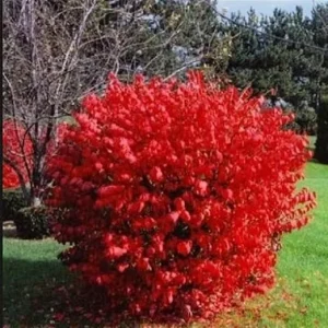 Dwarf Burning Bush Live Plants - 10 Bare Roots, 4-10 Inches Tall, Full Sun Shrub - Image 4