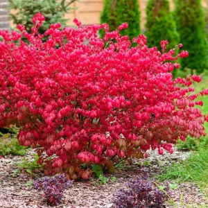 Dwarf Burning Bush Rooted Cuttings – 2-Pack, 8-12