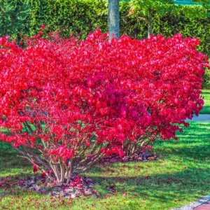 Dwarf Burning Bush Rooted Cuttings – 2-Pack, 8-12