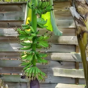 Dwarf Cavendish Banana Tree Live Plant – Musa – 2 Ft Tall – 1 Gallon Pot – Outdoor - Image 3