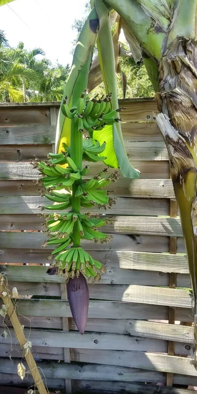 Dwarf Cavendish Banana Tree Live Plant – Musa – 2 Ft Tall – 1 Gallon Pot – Outdoor - Image 3