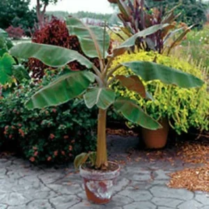 Dwarf Cavendish Banana Tree Live Plant – Musa – 2 Ft Tall – 1 Gallon Pot – Outdoor - Image 1