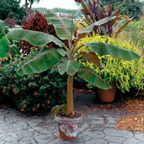 Dwarf Cavendish Banana Tree Live Plant – Musa – 2 Ft Tall – 1 Gallon Pot – Outdoor - Image 1