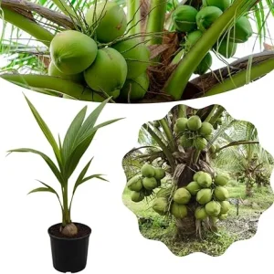 Dwarf Coconut Tree Live Plant, 2-3 Feet Tall, Sweet Tropical Fruit Tree, Outdoor - Image 5