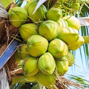 Dwarf Coconut Tree Live Plant - 2-3 Feet Tall Tropical Fruit for Indoor & Outdoor - Image 6