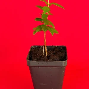 Dwarf Grumichama Live Plant - Eugenia itaguehiensis Cherry Tree Starter - 5-7 inch tall - Image 2