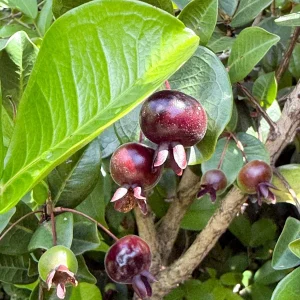 Dwarf Grumichama Live Plant - Eugenia itaguehiensis Cherry Tree Starter - 5-7 inch tall - Image 3