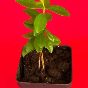 Dwarf Grumichama Live Plant - Eugenia itaguehiensis Cherry Tree Starter - 5-7 inch tall - Image 6
