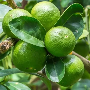 Dwarf Key Lime Tree Live Plant - 5 Inch Pot - Indoor/Outdoor Citrus - Image 2