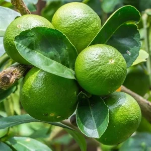 Dwarf Key Lime Tree Live Plant - 5 Inch Pot - Indoor/Outdoor Citrus - Image 5