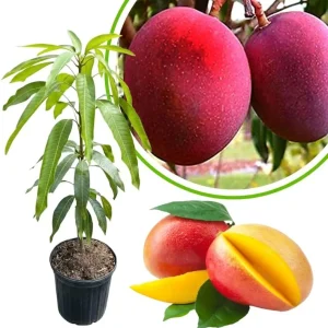 Dwarf Mango Tree Live Plant, 3 Gallon Pot, Tropical Fruit Tree for Indoor/Outdoor - Image 10
