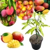 Dwarf Mango Tree Live Plant, 3 Gallon Pot, Tropical Fruit Tree for Indoor/Outdoor - Image 1