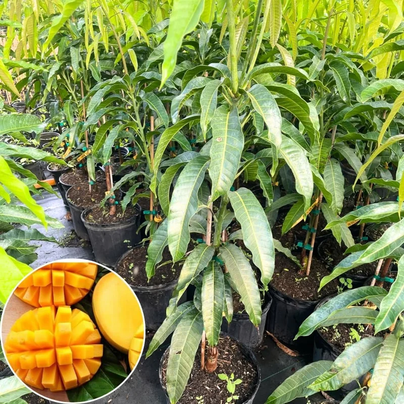 Dwarf Mango Tree Live Plant - Grafted, 3 Gallon Pot, Fast Growing Tropical Fruit Tree - Image 2