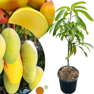 Dwarf Mango Tree Live Plant - Grafted, 3 Gallon Pot, Fast Growing Tropical Fruit Tree - Image 3