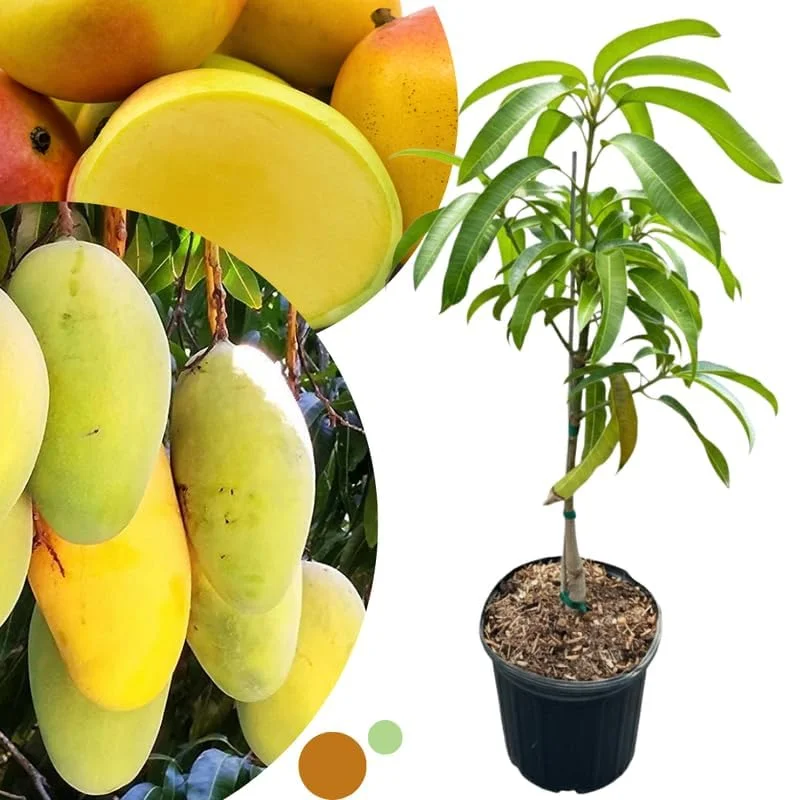 Dwarf Mango Tree Live Plant - Grafted, 3 Gallon Pot, Fast Growing Tropical Fruit Tree - Image 3