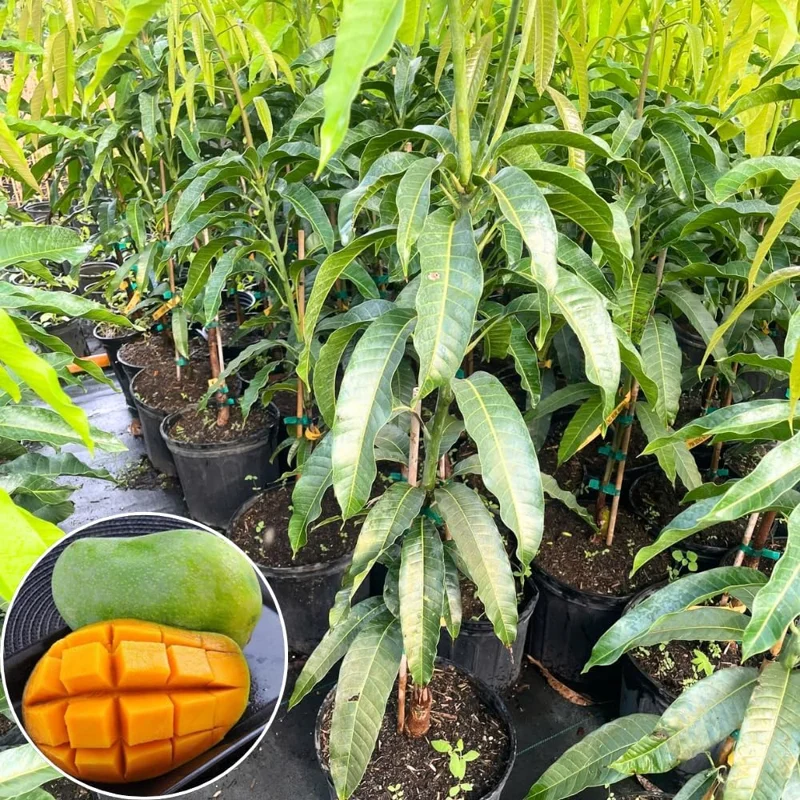 Dwarf Mango Tree Live Plant - Grafted, 3 Gallon Pot, Fast Growing Tropical Fruit Tree - Image 4