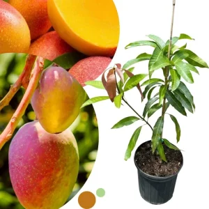 Dwarf Mango Tree Live Plant - Grafted, 3 Gallon Pot, Fast Growing Tropical Fruit Tree - Image 6
