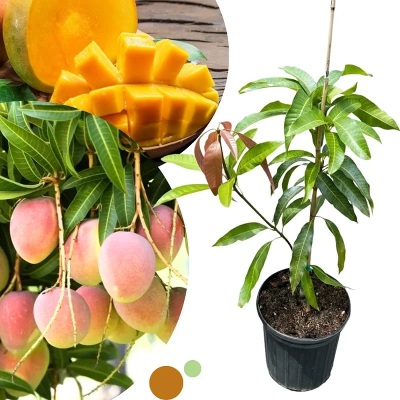 Dwarf Mango Tree Live Plant - Grafted, 3 Gallon Pot, Fast Growing Tropical Fruit Tree - Image 7