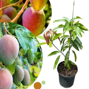 Dwarf Mango Tree Live Plant - Grafted, 3 Gallon Pot, Fast Growing Tropical Fruit Tree - Image 9