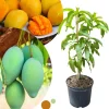 Dwarf Mango Tree Live Plant - Grafted, 3 Gallon Pot, Fast Growing Tropical Fruit Tree - Image 1