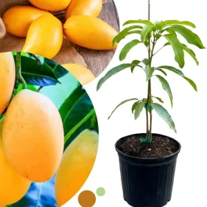 Dwarf Mango Tree Live Plant – Grafted Tropical Fruit Tree in 3 Gallon Pot - Image 10