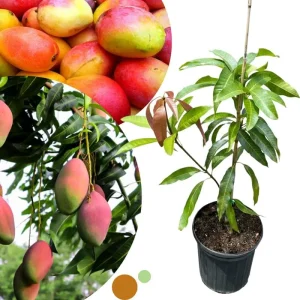 Dwarf Mango Tree Live Plant – Grafted Tropical Fruit Tree in 3 Gallon Pot - Image 5