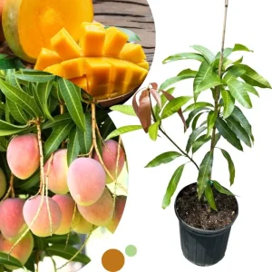 Dwarf Mango Tree Live Plant – Grafted Tropical Fruit Tree in 3 Gallon Pot - Image 7