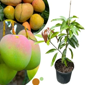 Dwarf Mango Tree Live Plant – Grafted Tropical Fruit Tree in 3 Gallon Pot - Image 8