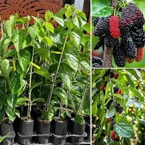 Dwarf Mulberry Live Plant – Sweet Fruit Tree – Compact Variety – 5-9 Inch Tall - Image 2