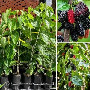 Dwarf Mulberry Live Plant – Sweet Fruit Tree – Compact Variety – 5-9 Inch Tall - Image 7