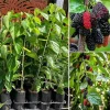 Dwarf Mulberry Live Plant – Sweet Fruit Tree – Compact Variety – 5-9 Inch Tall - Image 1