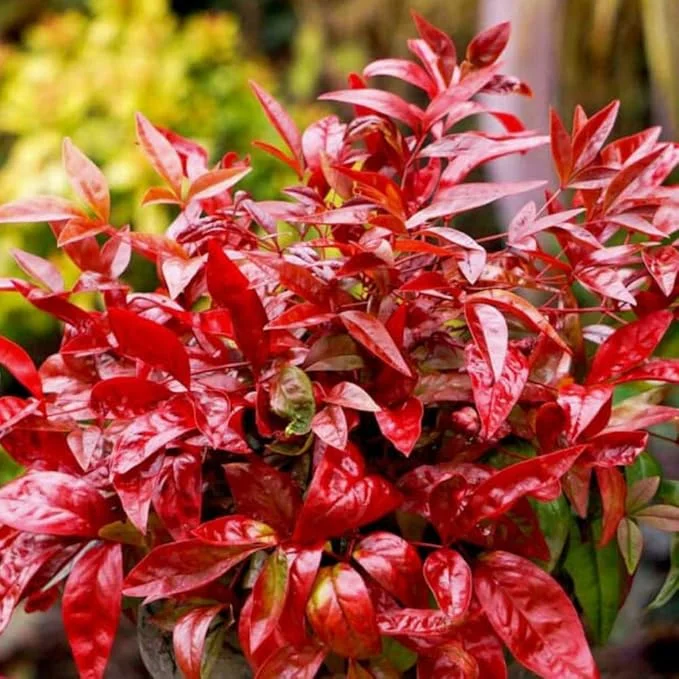 Dwarf Nandina Shrub Live Plant - Ornamental Red Foliage, 2.5 Inch Pot, Outdoor - Image 2