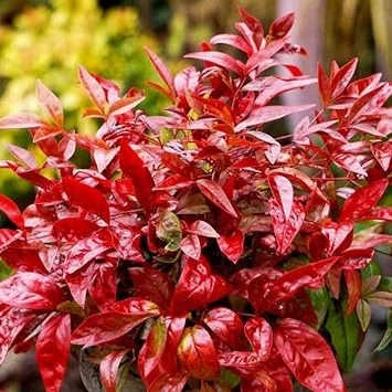 Dwarf Nandina Shrub Live Plant - Ornamental Red Foliage, 2.5 Inch Pot, Outdoor - Image 5